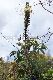 Image result for Cleome maculata