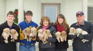 Sandy ridge goldendoodles is located in southeast iowa, in the beautiful mississippi river valley. Goldendoodle Puppies In Iowa Top 4 Breeders 2021 We Love Doodles