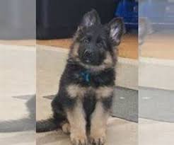 Limited editions · lladró® warranty · customer service Puppyfinder Com German Shepherd Dog Puppies Puppies For Sale Near Me In Kalamazoo Michigan Usa Page 1 Displays 10