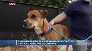 8459 colerain avenue cincinnati, ohio 45239. Cincinnati Animal Care Humane Society In Critical Need For Adoptions