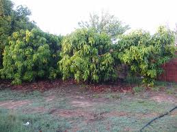 (2005), common insect pests and diseases on fruit trees in the home garden. Forum Fruit Trees In Perth Wa