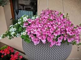 Image result for ostruhatka