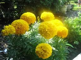 Benih bunga marigold mega f1 gold isi 10 biji panah merah personal. Marigold Bunga Mitir Yang Menjadi Saksi Betapa Indahnya Hari Nimadesriandani