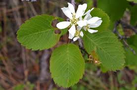 Image result for Amelanchier alnifolia