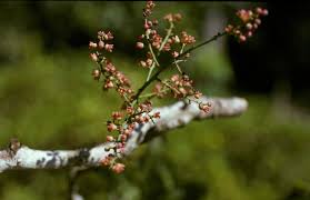 Image result for Sorindeia