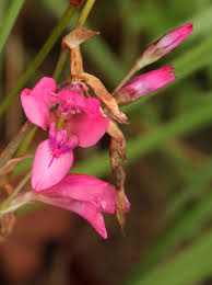 Image result for Gladiolus mosambicensis