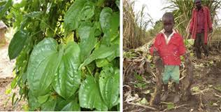 Image result for Dioscorea cayenensis