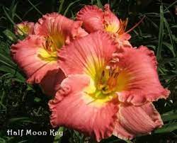 Michigan Flowers Image Gallary Ambrosia Flower Plant Meanings Flowers Flower Meanings