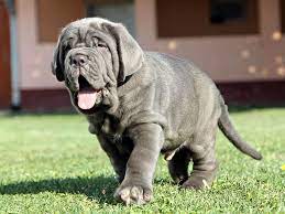 Neapolitan Mastiff For Sale Neapolitan Mastiff Puppies Neapolitan Mastiffs Mastiff Puppies Mastiff For Sale