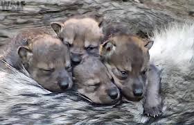 Can you domesticate a wolf pup? Endangered Wolf Pups Snuggle On Big Sister S Back Wolf Conservation Center