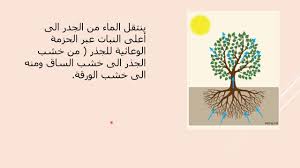 عمليات حيوية في النبات امتصاص الماء والاملاح ونقلهما اول ثانوي Youtube