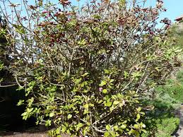 Image result for Synadenium cupulare