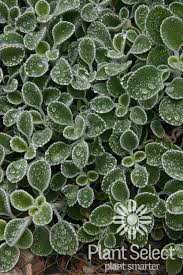 Image result for Lythrum rotundifolium