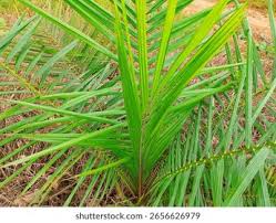 Image result for Elaeis