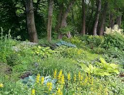 Schattenstauden E Koch Staudenkulturen Garten Schattengarten Garten Gestalten