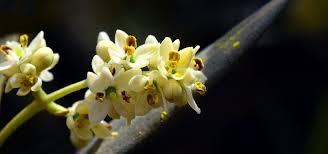L Avis De Fleur De Bach Olive Bienfaits Wemystic France Fleurs De Bach Bach Fleurs
