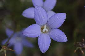 This charming flower has a different shape and is a lovely pale blue. Wahlenbergia Stricta Ssp Stricta Tall Bluebell Westgate Biodiversity Bili Nursery Landcare