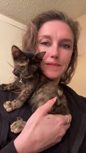 Adoptable kitten princess leia needs home