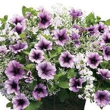 Pin On The Green Thumb For Everyone