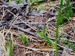 Image result for Lycopodiella