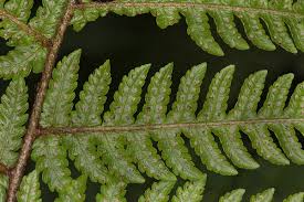 Image result for Ctenitis