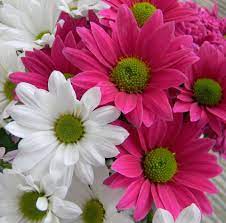 Cicek Renkli Papatya Beautiful Flowers Good Morning Flowers Beautiful Flowers Rare