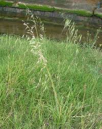 Image result for Grona barbata