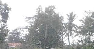 Maybe you would like to learn more about one of these? Mata Pelajaran Agribisnis Tanaman Perkebunan 3 Tahun Wasito Info