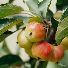While the berries have a low toxicity rating, the holly plant can create mechanical injuries through its pointed leaves. What Can I Do If The Leaves On My Crabapple Tree Are Turning Yellow And Brown And Are Covered With Dark Spots Better Homes Gardens
