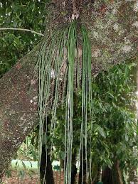 Image result for Vittaria