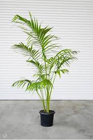 Image result for Archontophoenix cunninghamiana