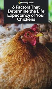 6 Factors That Determine The Life Expectancy Of Your Chickens In 2020 Chickens Livestock Guardian Dog Chicken Life