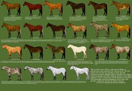 Part 3 Bay By Magicwindsstables On Deviantart Horse Color Chart Horse Coloring Horses