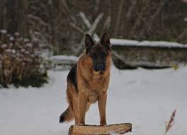 Blue German Shepherd For Sale See German Shepherd Puppy Price In Ontario