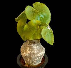 Image result for Adenia