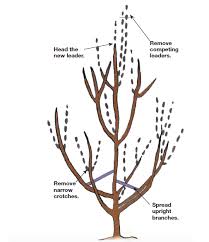That means a gardener may choose not to prune. Two Ways To Prune New Fruit Trees Finegardening