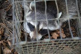 Newport news, hampton, poquoson, and york county. Wild Animal Control Newport News Va Wild Animal Control In Newport News Va 23314 Cornwells Wildlife Control
