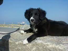 Juna 3 Maanden Oud Border Collie Nova Scotia Toller 3 Maanden Oud