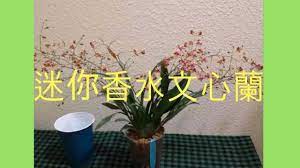 蘭花 迷你香水文心蘭開花啦 半水耕 今年9花梗 oncidium twinkle orchid in semi hydroponics 蘭花 兰花 orchid orchidloveatx plants