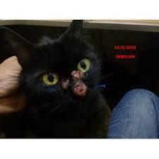 Rendam kaki kucing bengkak anda dalam air dan ulangi beberapa kali sampai anda melihat peningkatan. Set Rawatan Kucing Sporo Dari Ps Herbs Spray F7 100ml Cream S3 Dan Sebuk Fp1 Shopee Malaysia