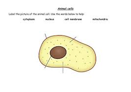 Check spelling or type a new query. Labelling Plant Animal Cells Teaching Resources