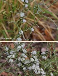 Image result for Stoebe vulgaris