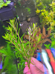 Image result for Rotala