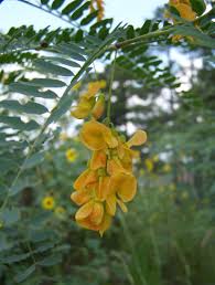 Image result for Sesbania sericea