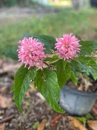 Image result for Justicia carnea