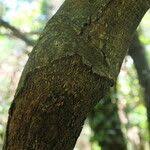 Image result for Rothmannia manganjae