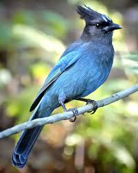 Blue Birds Native To Colorado Stellar S Jay Pet Birds Beautiful Birds Animals Beautiful