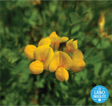 Check spelling or type a new query. Les Legumineuses Par Cloe Paul Victor Partie 2 2