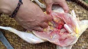 Simak jawabannya dalam audio dan artikel berikut. Wooowwww Ternyata Begini Bentuk Telur Ayam Kampung Yang Masih Ada Di Dalam Perut Ayam Youtube
