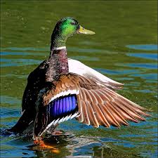 Duck Talk Bird Hunting Mallard Duck Pet Birds